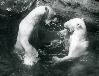 Zwei Eisbären, spielend in ihrem Pool im Londoner Zoo im Jahr 1926