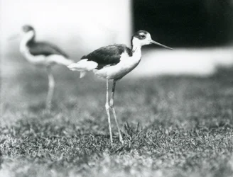 Zwei Schwarzhalstelzen stehen auf Gras, London Zoo, Juli 1925