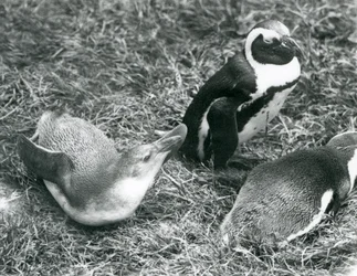Zwei junge und ein erwachsener Schwarzfußpinguin auf Gras im Londoner Zoo, April 1925