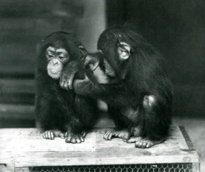 Zwei junge Schimpansen sitzen auf einer Holzkiste. Einer sitzt still, während der andere sein Fell pflegt, Londoner Zoo