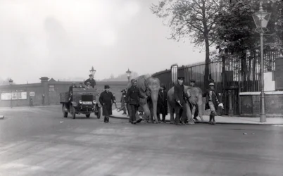 Ein Paar Elefanten vom Hafen zum ZSL London Zoo führen, das letzte Mal, dass dies jemals getan wurde, 1923