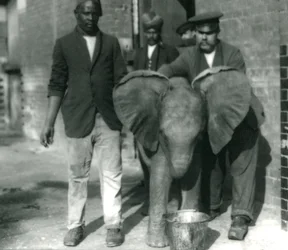 Junger Afrikanischer Elefant Kiberenge trinkt aus einem Eimer mit den Trainern Darish und Syed Ali und Pfleger H. Robertson, 1923