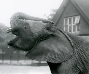 Junger afrikanischer Elefant Kiberenge hebt seinen Rüssel und ruft, Londoner Zoo, August 1925