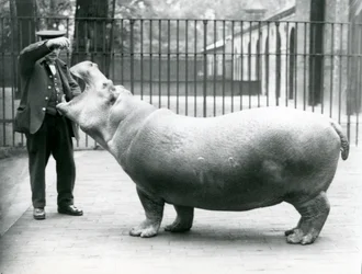 Junges Flusspferd Bobbie mit Wärter Ernie Bowman, London Zoo, Juli 1923