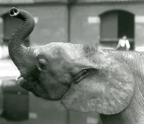 Junge afrikanische Zwerg-Elefantin Oojah hebt ihren Rüssel im Londoner Zoo, August 1925