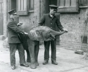 Junge weibliche afrikanische Zwerg-Elefantin Oojah hebt ihren Rüssel für eine Belohnung von ihren Pflegern im Londoner Zoo, April 1925