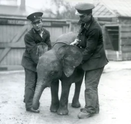 Junge weibliche afrikanische Zwerg-Elefantin Oojah mit zwei Pflegern im Londoner Zoo im April 1925