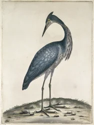 Ein Reiher, 1789