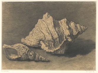Zwei Muscheln