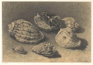 Sechs Muscheln