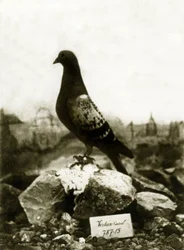 Tiere während des Ersten Weltkriegs 1914-1918: Der berühmte Vaillant-Taube