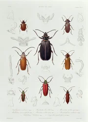 Eine Sammlung von Käfern aus Chile, Illustration aus 
