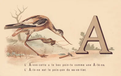 A: L