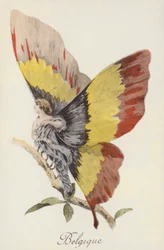 Allegorische Darstellung Belgiens als Schmetterling