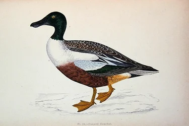 Anas Clypeata