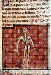 Anatomische Figur: Haut, offener Rücken, zeigt Gehirn und Rückenmark. Miniatur aus dem Manuskript „Chirurgie“ (Folio 12) geschrieben von Henri de Mondeville (Chirurg von Philippe Le Bel, Anatomieprofessor)