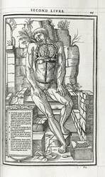 Anatomische Illustration, 1546