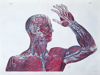 Anatomie des menschlichen Kopfes und Arms, aus einem Anatomiebuch von Francesco Antommarchi (1789-1838) graviert von Mascagni, ca. 1820
