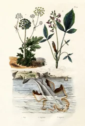 Engelhai, 1833-39