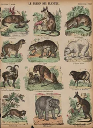 Tiere im Jardin des Plantes, Paris, Frankreich