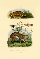 Ameisenbär