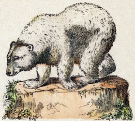 Bär. Gravur in „Alphabet der wilden Tiere“. 9. Serie. Bildsprache von Epinal, Pellerin, Drucker-Verleger, um 1870. Holzschnitte, schabloniert. 16 Seiten. Private Sammlung