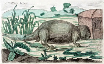 Biber. Illustration von M. Toussaint (1756) in „Periodische Beobachtungen über Physik, Naturgeschichte und Kunst“.