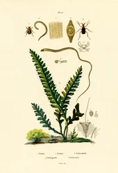 Bienenkäfer