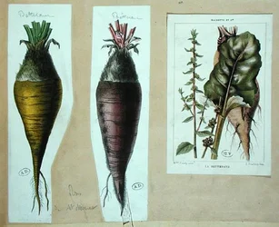Rote Beete, drei botanische Tafeln