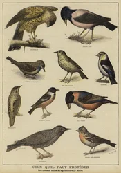 Vögel, die wegen ihres Nutzens für die Landwirtschaft geschützt werden müssen