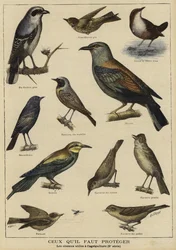 Vögel, die wegen ihres Nutzens für die Landwirtschaft geschützt werden müssen