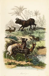 Weißschwanzgnu, Connochaetes gnou, vom Aussterben bedrohter Addax oder Mendesantilope, Addax nasomaculatus, und Schirrantilope oder Kewel, Tragelaphus scriptus