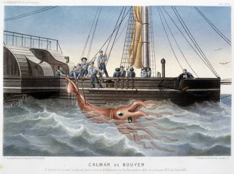 Bouyer-Tintenfisch - in „Le monde de la mer“ von Alfred Fredol, Hachette, Paris