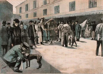 Pflege eines Kamels an der Ecole Nationale Veterinaire d