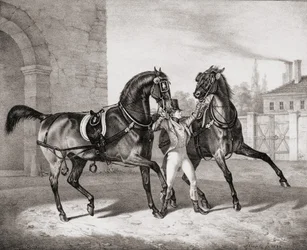 Kutschpferde für den König von England, 1836