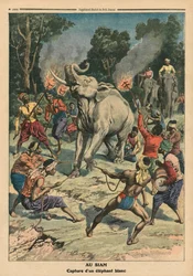 Fang eines weißen Elefanten in Siam, Illustration aus 