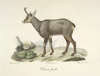 Gämse, femelle, aus Histoire Naturelle des Mammifères