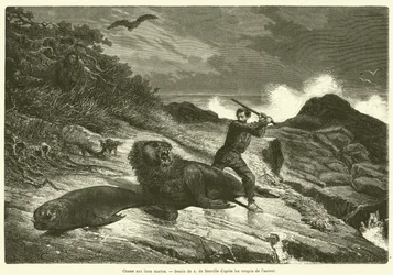 Seelöwenjagd
