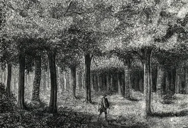 Chinarindenbaumwald zur Gewinnung von Chinarinde zur Malariabehandlung, Peru, 1888
