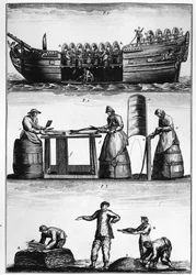 Dorschfischerei: Laden, Schneiden und Salzen von Fisch - in „Traité général des pêches“ von Duhamel du Monceau