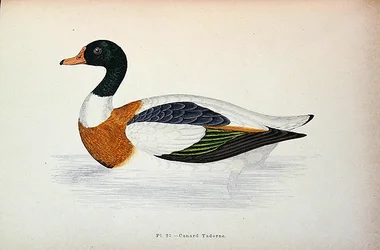 Brandgans