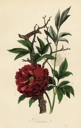 Gemeine Pfingstrose, Paeonia officinalis, mit Spinnennetz