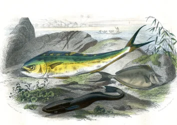 Coryphene Hippurus (Coryphene Goldbrasse, Chamäleonfisch) - Unten: Echeneis Remora und der Nason Licornet - Tafel aus der Naturgeschichte von Bernard Germain de Lacepede (1856-1925), Ausgabe P.Furme, Paris
