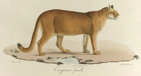 Weiblicher Puma, aus 