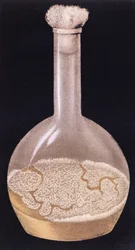 Kultur der menschlichen Tuberkulose, aus La Tuberculose et son Bacile von Isidore Strauss (1845-96) 1895