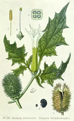 Datura stramonium, botanische Tafel