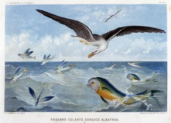Doraden, fliegende Fische, Albatros - in „Le Monde de la Mer“ von Alfred Fredol. ed. Paris, Hachette.
