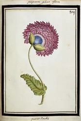 Doppelte Mohnblume
