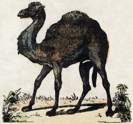 Dromedar. Gravur in "Alphabet des animaux sauvages". 9. Serie. Bildersammlung von Epinal, Pellerin, Drucker-Verleger, um 1870. Holzschnitte, schabloniert. 16 Seiten. Dim: 20 x 15 cm. Private Sammlung