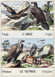 Adler und Geier. Gravur in "Buffon Alphabet des Oiseaux n 1"